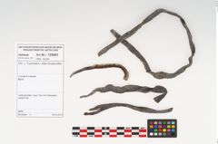 Foto von Rohhaut (NHMW-PRAE-125683)